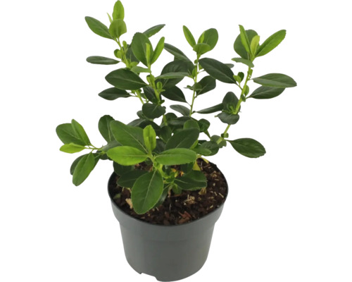 Buxus i kruka med gröna blad.