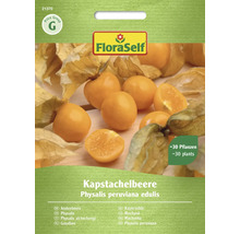 Kapkrusbär fröpaket från FloraSelf