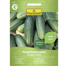 FloraSelf frön Vorgebirgstrauben, cirka 80 plantor