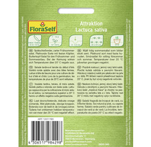 Fröförpackning Attraktion sallat Lactuca sativa