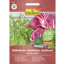 Italiensk salladsmix som såband från FloraSelf, lämplig för krukor och balkonglådor