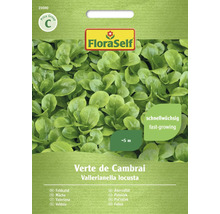 FloraSelf machésallad Verte de Cambrai fröförpackning