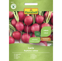 FloraSelf Lucia rädisfrö, robust och snabbväxande