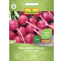 Rädisfröer sort Riesenbutter/Vitessa
