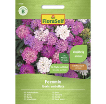 FloraSelf Feenmix Iberis umbellata fröpaket, lämplig för krukor och kar