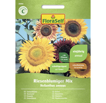 FloraSelf solrosmix fröpaket för ettåriga, snabbväxande snittblommor med en avkastning på cirka 30 plantor