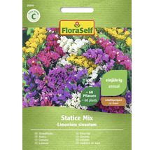 FloraSelf Statice Mix fröförpackning, ettåriga växter, cirka 60 plantor