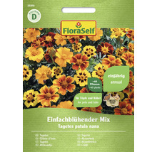 FloraSelf Tagetes patula nana frön för cirka 40 plantor