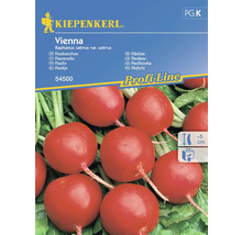 Kiepenkerl Vienna rädisfrön