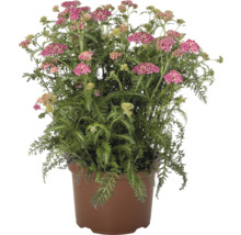 Blommande rölleka i kruka