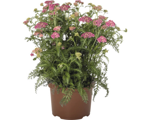 Blommande rölleka i kruka