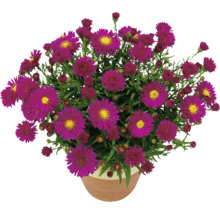 Höstaster i en blomkruka