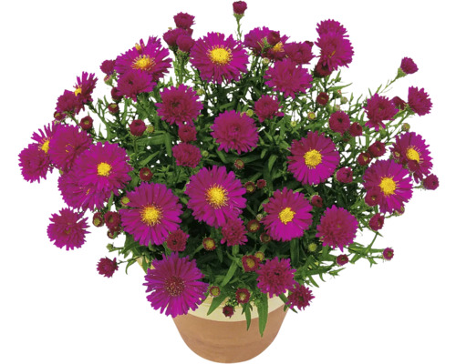 Höstaster i en blomkruka