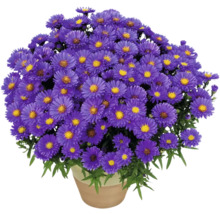 Kruka med lila asterblommor.
