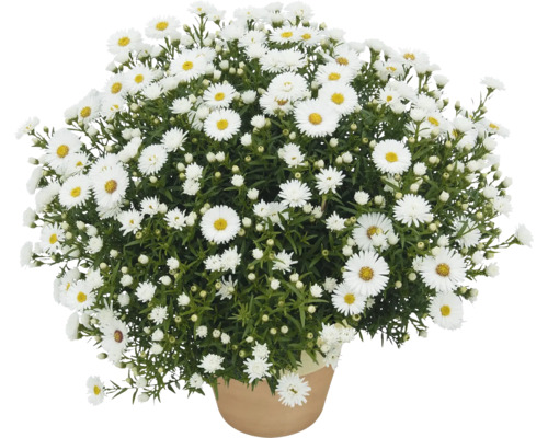 Kruka med buskiga, vita höstastrar