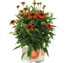 Rudbeckia växt i kruka