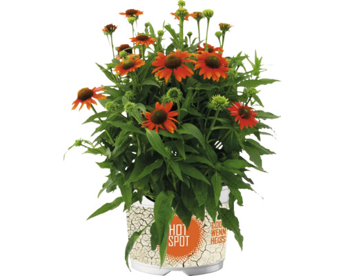 Rudbeckia växt i kruka