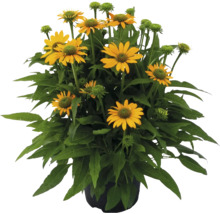 Gul rudbeckia i en kruka