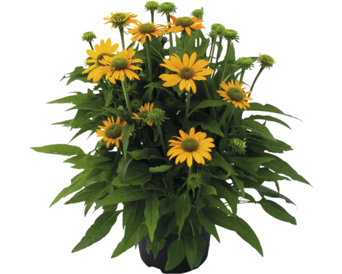 Gul rudbeckia i en kruka