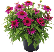 Solhatt i en kruka med purpurfärgade blommor