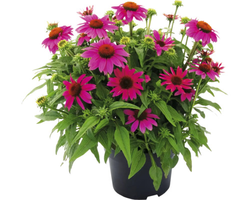 Solhatt i en kruka med purpurfärgade blommor