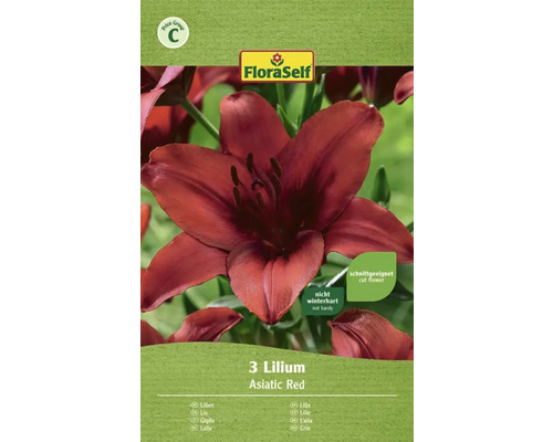 Blomsterlök FLORASELF Lilja Asiatisk röd 3st