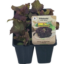 Plocksallat Lollo Rossa i odlingsbehållare med FloraSelf-logotyp