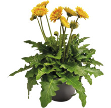 Gerbera FLORASELF Garvinea® Sweet Blaze krukstorlek Ø23cm