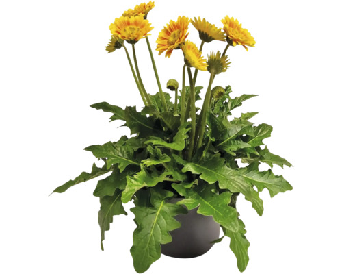 Gerbera FLORASELF Garvinea® Sweet Blaze krukstorlek Ø23cm