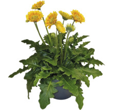 Gerbera FLORASELF Garvinea® Sweet Blaze krukstorlek Ø23cm