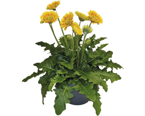 Gul gerbera i kruka