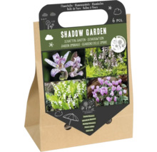Blomsterlökset för skuggträdgård, 6 stycken