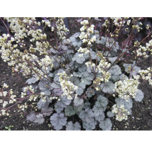 Alunrot FLORASELF Heuchera 'Flores Snow' Co 0,5L