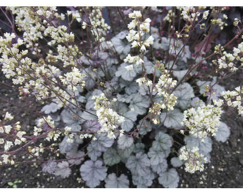 Alunrot FLORASELF Heuchera 'Flores Snow' Co 0,5L
