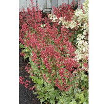 Närbild av Heuchera med röda blommor och gröna blad i en trädgård.