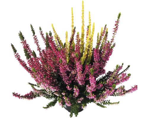 Ljung trio Calluna vulgaris 'Beauty Ladies' krukstorlek Ø11cm tillfälligt stortiment, trefärgad Ljung med gula och rosa blommor