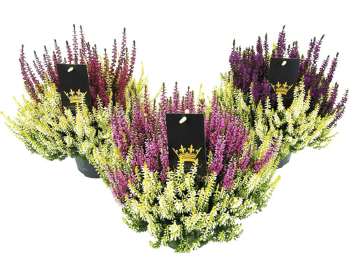 Ljung FLORASELF Calluna vulgaris 'Beauty Ladies Colour Crown' krukstorlek Ø13cm Tre ljungväxter i kruka med etikett