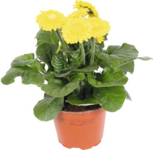 Gul gerbera i kruka
