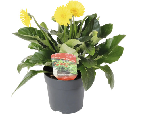 Trädgårdsgerbera FLORASELF Gerbera Garvinea® Cheeky krukstorlek Ø12cm med söta små blommor