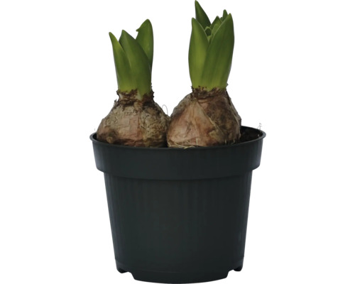 Två hyacintlökar i en svart kruka.