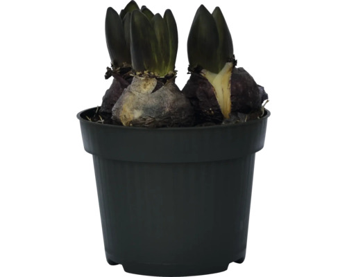 Hyacintlökar i en kruka