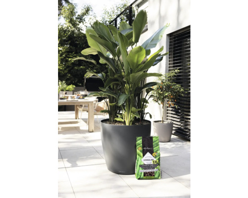 Utomhusscen med storbladig växt i rund planteringskruka och ett paket planteringsjord