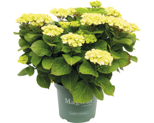 Gul Magical Hydrangea i kruka