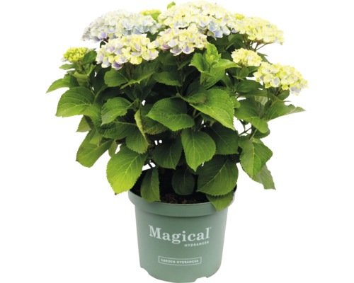 Magical hortensia i kruka