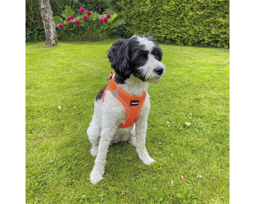 Hund med orange sele sitter i trädgården