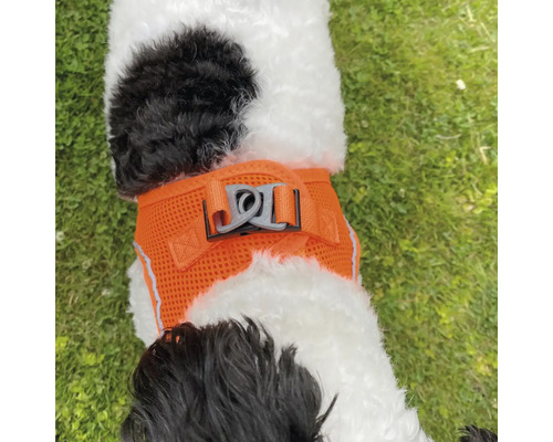 Hund med orange hundsele på en gräsmatta