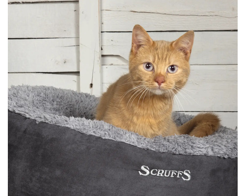Röd katt i en grå Scruffs kattsäng