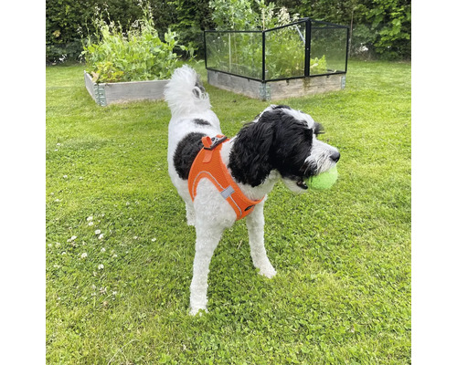 Hund med boll och hundsele i trädgården