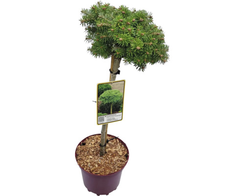 Sockertoppsgran i kruka