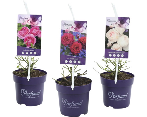 Tre Parfuma rosor i krukor med sortetiketter